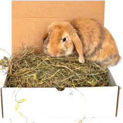 Mix of Hay & Culinary Herbs