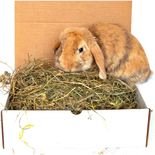 Mix of Hay & Culinary Herbs
