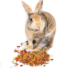 Forage Herbs For Rabbits & Hamsters