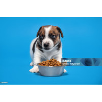 New Born Puppy Food
