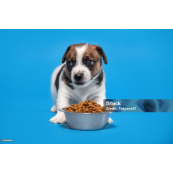 New Born Puppy Food
