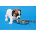 New Born Puppy Food
