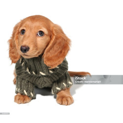 Classic Knit Dog Sweater