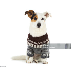Snow Dashers Sweater For Dog
