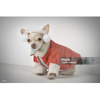 Cosy Pupper Reversible Dog Jacket