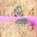 Herbal Bedding To Improve Hutch Hygiene